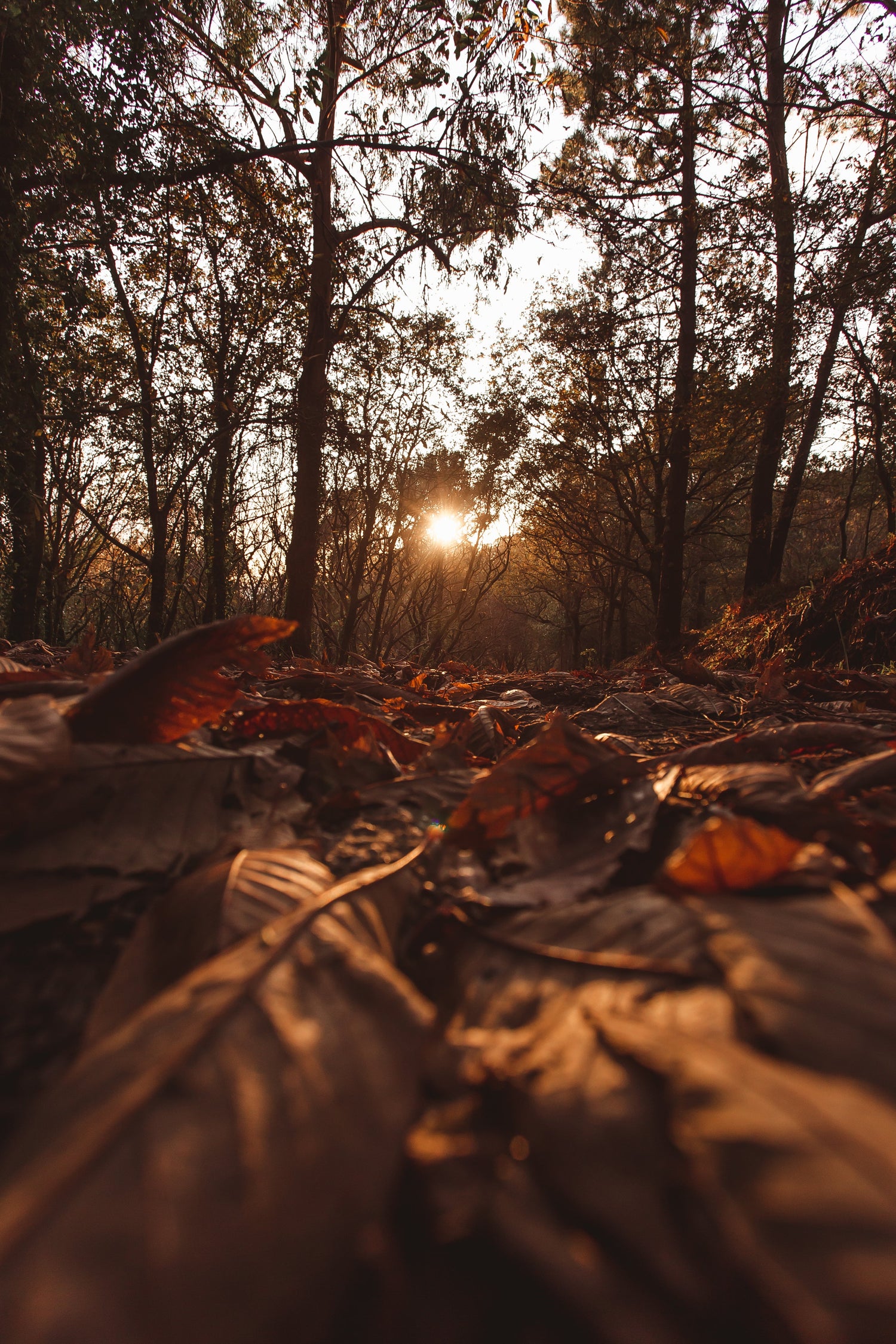 Herbstdüfte (Herren)